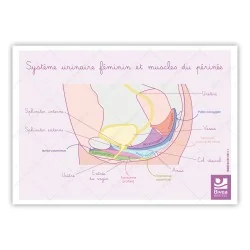 schéma appareil muscles périnée avec vessie de la femme