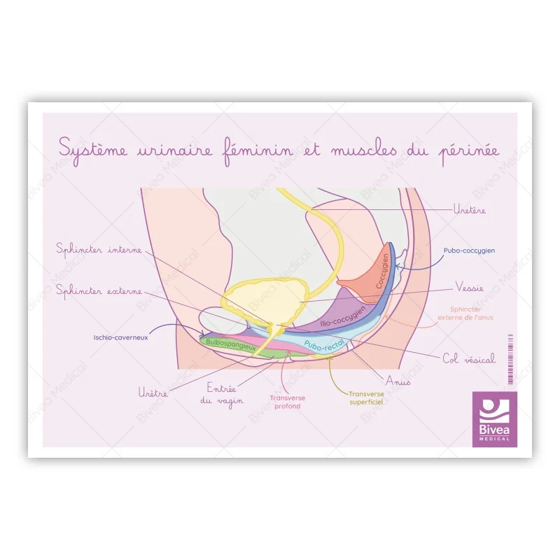 schéma appareil muscles périnée avec vessie de la femme