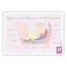schéma appareil muscles périnée avec vessie de la femme