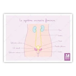 schéma appareil urinaire de la femme de face