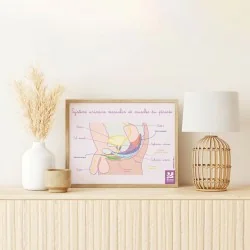 schéma muscles du périnée masculin sur un bureau