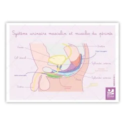 schéma muscles du périnée masculin  de profil