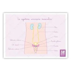 schéma appareil urinaire masculin de profil