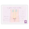 schéma appareil urinaire masculin de profil