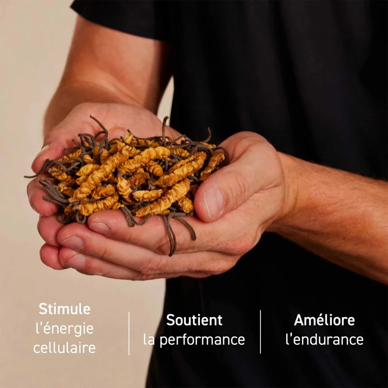 Complément alimentaire à base d'extraits de Cordyceps bio