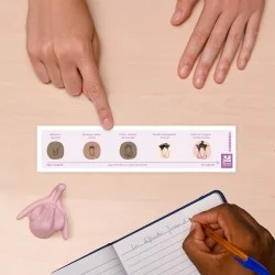 Schéma changements lors de la puberté sur la table