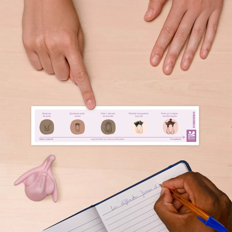 Schéma changements lors de la puberté sur la table