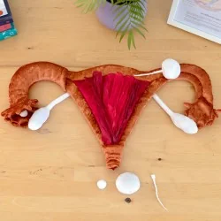 Modèle anatomique utérus et ovaires en peluche grand