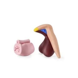 Modèle anatomique clitoris en silicone vu de profil