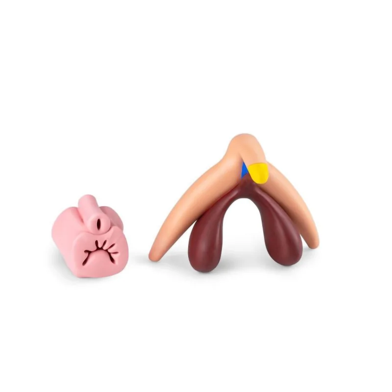 Modèle anatomique clitoris en silicone avec vagin amovible