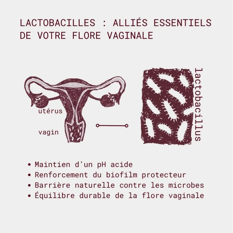 actions lactobacilles flore intime