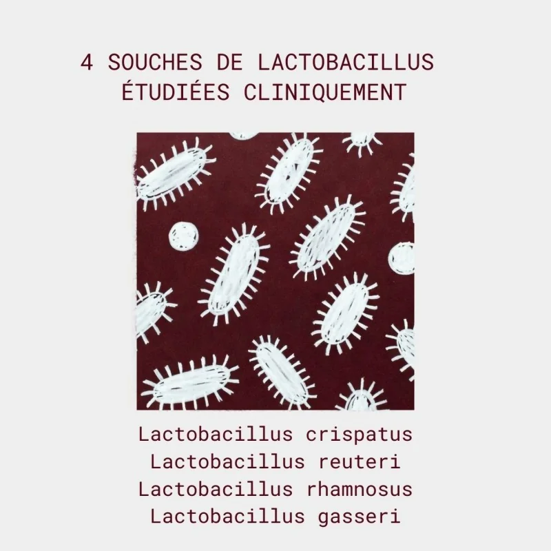 souches de lactobacilles présentes