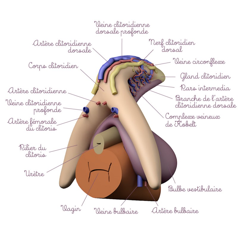 Modèle anatomique Clitoris avec vaisseaux sanguins et nerfs packaging descriptions