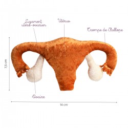 Caractéristiques du modèle utérus peluche