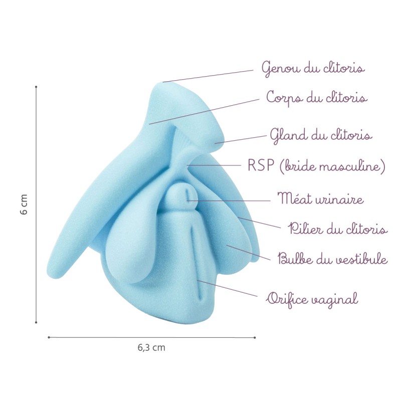 Modèle éducatif anatomie du clitoris Taille bleu
