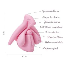 Clitoris taille réelle rose description