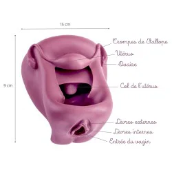 Légendes Modèle anatomique de Vagin + Vulve en silicone mauve