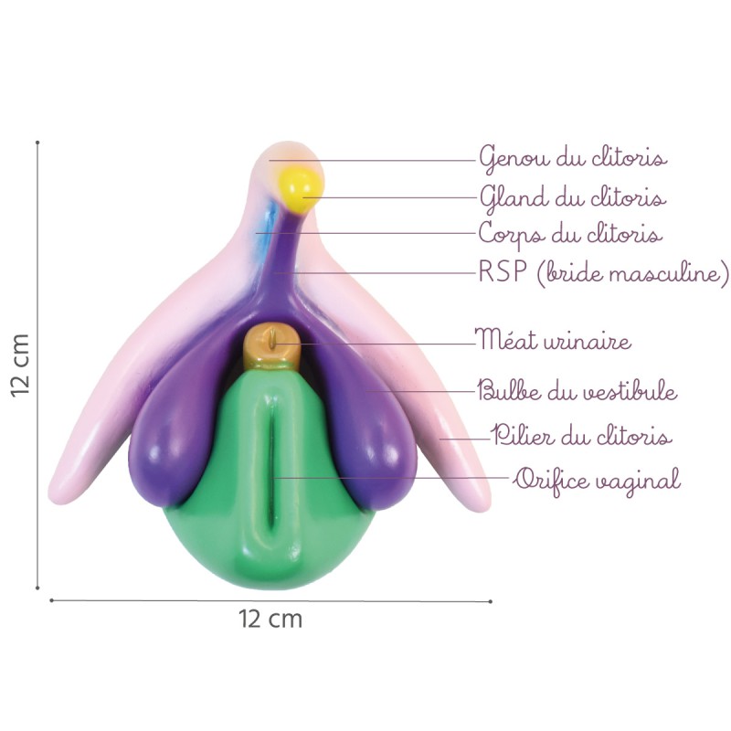 Dimensions du clitoris 3d