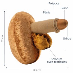 Caractéristiques du modèle anatomique de pénis grand caramel
