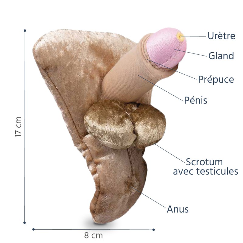 Caractéristiques du modele anatomique pénis grand