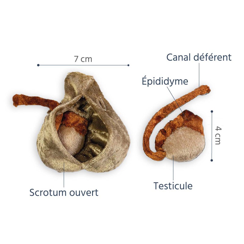 Caractéristiques du modele anatomique scrotum + testicules Paomi