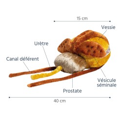 Caractéristiques du modele anatomique prostate et vessie Paomi