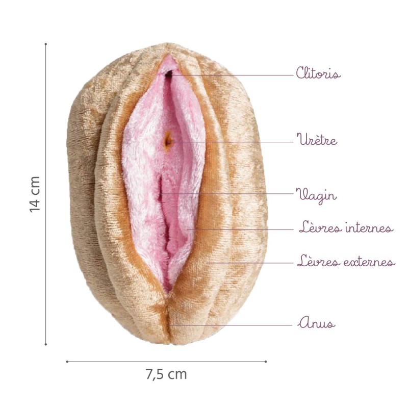 Caractéristiques du modèle anatomique vagin et vulve