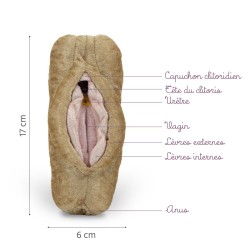 Caractéristiques du modèle anatomique Vagin, vulve et anus en peluche