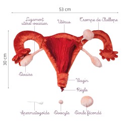 Caractéristiques modèle anatomique utérus et ovaires