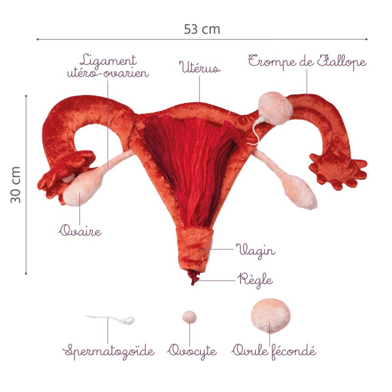 Modèle anatomique utérus et ovaires Paomi | Bivea Médical