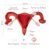 Caractéristiques modèle anatomique utérus et ovaires