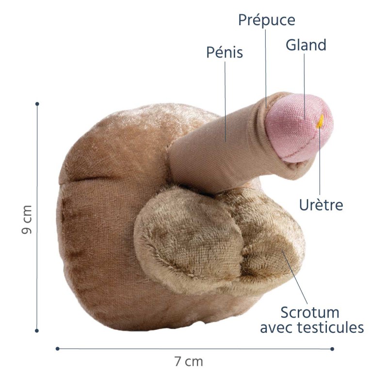 Modèle anatomique de pénis petit en peluche
