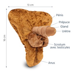 Modèle anatomique de pénis petit au repos + anus en caramel en peluche