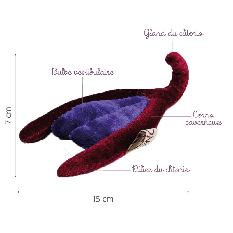 Caractéristiques du modèle anatomique clitoris Paomi