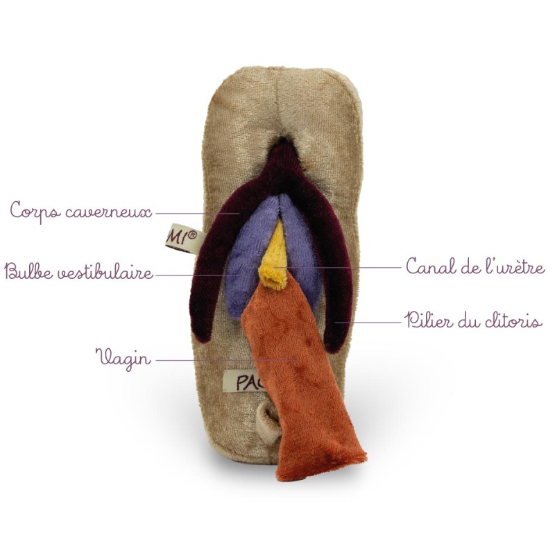 Caractéristiques du dos du modèle anatomique Vagin, vulve et anus en peluche