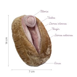 Caractéristiques du modèle anatomique Vulve + Vagin avec grand clitoris en peluche