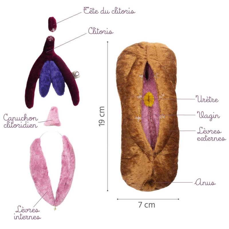 Caractéristiques du modèle anatomique Vagin+Vulve Mutilations Génitales Féminines en peluche