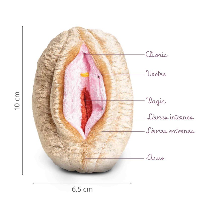 Caractéristiques du modèle vagin + vulve en petit