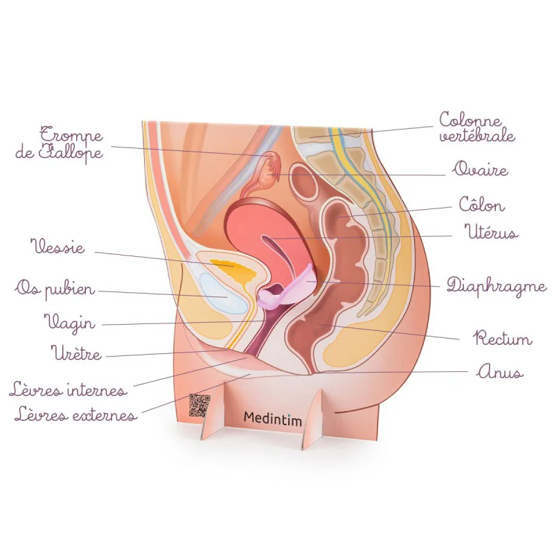 Représentation de l'appareil génital féminin avec un diaphragme en carton
