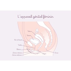 schéma anatomique appareil génital féminin