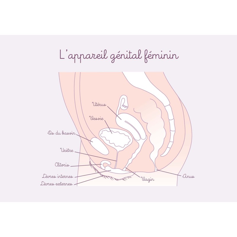schéma anatomique appareil génital féminin