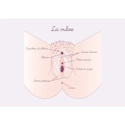 schéma anatomique de la vulve