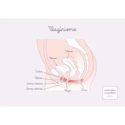 schéma anatomique vaginisme