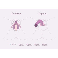 schéma anatomique clitoris et pénis
