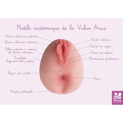 carte anatomique vulve avec anus