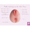 carte anatomique vulve avec anus