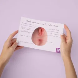 carte anatomique vulve avec anus tenue dans des mains