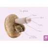 Carte anatomique Pénis en peluche