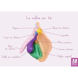 Carte anatomique vulve en 3d
