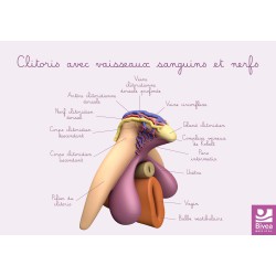 schéma anatomique du clitoris avec vaisseaux sanguins et nerfs